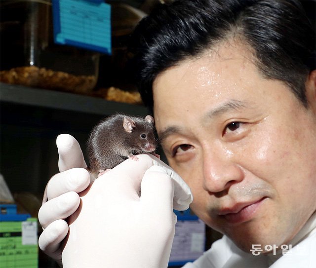장수일 KAIST 의과학연구센터 연구원이 실험용 생쥐를 손에 올려놓은 채 포즈를 취했다. 그는 “쥐는 그동안 혐오스러운 동물로 알려졌지만 최근에는 인간의 암, 당뇨병 등을 연구하는 데 도움을 주는 존재가 됐다”고 말했다. 대전=최혁중 기자 sajinman@donga.com