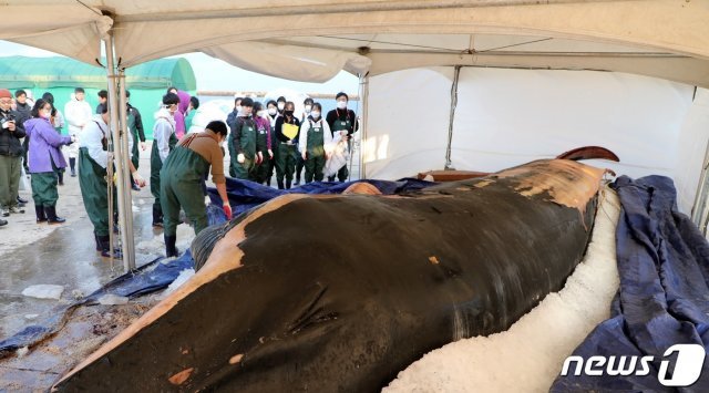 3일 오전 제주시 한림항에서 지난달 22일 제주 해상에서 발견된 참고래 시신을 부검하기 위해 관련 전문가들과 학생들이 모여있다. 이 고래는 길이 12.6m, 무게 약 12톤의 새끼로 추정된다. 10m 이상 대형고래 부검은 이번이 국내 처음이다. © News1