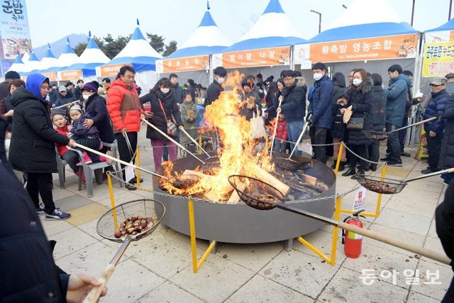 10일부터 사흘간 충남 공주시 한옥마을 앞 고마센터에서 열리는 군밤축제장에서는 대형 화로에 밤을 구워 먹는 체험행사가 인기 있다. 사진은 지난해 행사 모습. 이기진 기자 doyoce@donga.com