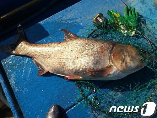 1월 초 다압면 섬진마을 인근에서 이름을 알 수 없는 1m크기 물고기 4마리 잡혔다.(독자제공)2020.1.14/ ⓒ News1