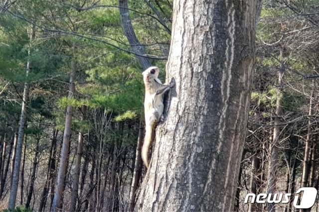 천연기념물 제328호인 하늘다람쥐 모습  /© News1