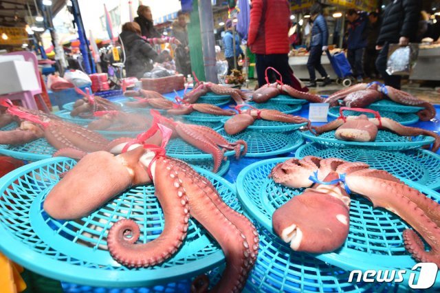 설 명절을 앞둔 19일 오전 경북 포항시 죽도시장 어물전에서 제수용 문어가 판매를 기다리고 있다. 최근 참문어 가격은 1kg에 6만~6만5000원선에 거래되고 있다. © News1