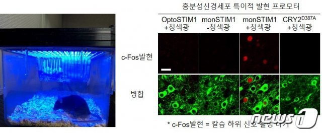 쥐 머리에 청색 빛을 비춰주면 쬐어주면 세포 내부의 칼슘이 증가하고, 이는 c-Fos 단백질발현으로 이어진다. 쥐 머리에 청색 빛을 비춰준 경우, 몬스팀원(monSTIM1)에서는 c-Fos 단백질 발현이 관찰된다. (IBS 제공)© 뉴스1