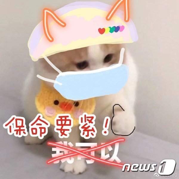 중국 웨이보에 ‘#우한 시민에게 보내는 편지’로 올라온 마스크를 쓴 고양이 © 뉴스1