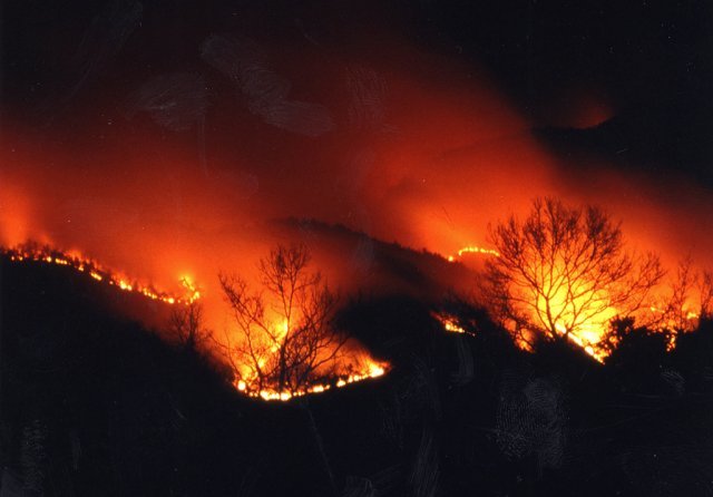 2000년 고성 등 동해안에서 발생했던 큰 산불. 고성에서는 지난해에도 큰 산불이 발생했습니다. 출처 위키미디어, 서울소방안전본부