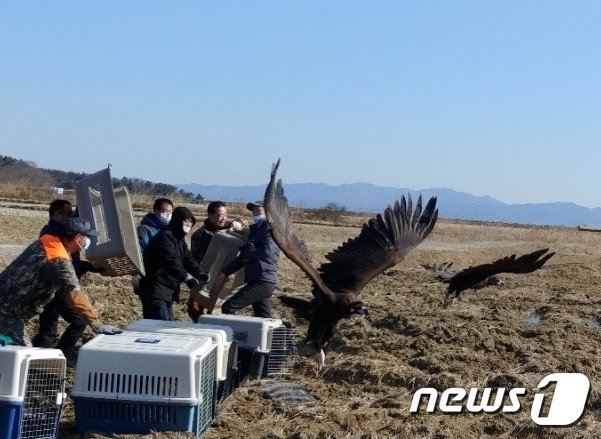 충남야생동물구조센터가 5일 독극물 중독증세로 구조된 멸종위기종 2급인 야생독수리 9마리를 서산시 부석면 서산버드랜드 앞에서 방사하고 있다. © 뉴스1