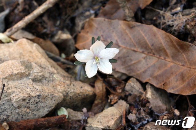 국립공원공단 무등산국립공원사무소는 봄의 전령으로 알려진 복수초와 변산바람꽃이 본격적으로 개화하기 시작했다고 5일 밝혔다. © News1