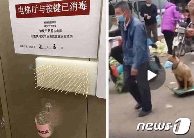 엘리베이터 버튼을 누르는 용도로 ‘이쑤시개’를 비치한 하얼빈의 한 아파트(왼쪽)과 신종 코로나 감염을 막기 위해 반려견을 ‘손수레’로 이동하고 있는 중국 시민 (웨이보 갈무리)  © 뉴스1