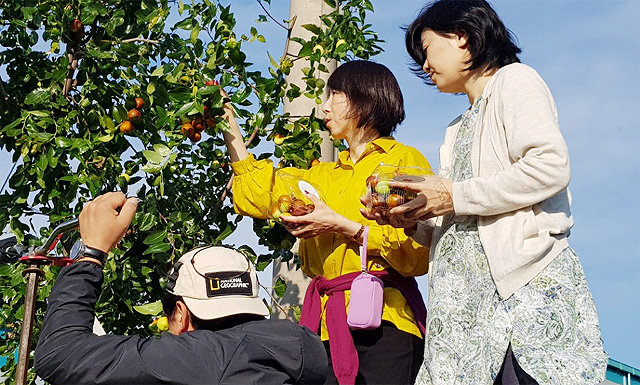 일본인 관광객들이 지난해 10월 경북 경산시 진량읍 한 농가에서 대추 따기 체험을 했다. 이 농가는 농업회사법인 ㈜한반도와의 계약에 따라 체험 프로그램을 마련해 부수입을 올린다. ㈜한반도 제공