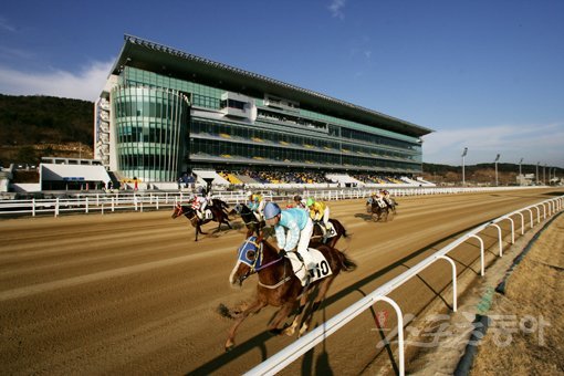 한국마사회 부경경마공원에서 결승선을 향해 전력질주를 하는 경주마와 기수들. 한국마사회가 1월부터 경마제도 개선을 실시한 결과 시행 한달 만에 기승횟수와 월수입에서 기수들간의 격차가 완화된 것으로 나타났다. 스포츠동아DB