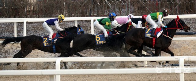 16일 경기 과천시 렛츠런파크 서울에서 열린 제24회 동아일보배 대상경주에서 참가 말들이 뜨거운 레이스를 펼치고 있다. 3세 이상 암말들이 자웅을 겨룬 이번 경주에서는 다이아로드(오른쪽에서 첫 번째)가 0.5초 차로 우승해 ‘레이싱 퀸’에 올랐다. 과천=최혁중 기자 sajinman@donga.com