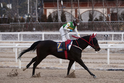 동아일보배 대상경주에서 1위로 결승선을 통과하는 다이아로드와 김용근 기수.