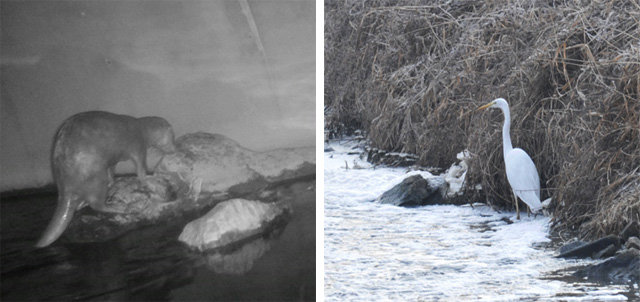 경기 오산시가 오산천의 생태하천 복원사업을 추진한 뒤 천연기념물과 멸종위기 동물 등이 발견됐다. 수달이 먹이를 찾는 모습(왼쪽 사진)과 중대백로가 서 있는 모습. 오산시 제공