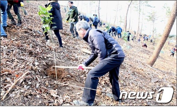 산림청은 올해 5000만 그루의 나무를 심을 계획이다. 지난해 2월 전남 장흥에서 황칠나무를 심는 모습. © 뉴스1
