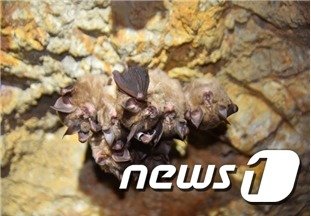 전남 함평·무안·신안 지역 동굴에서 발된견 관박쥐 모습.(영산강유역환경청 제공) 2017.3.9/뉴스1 © News1