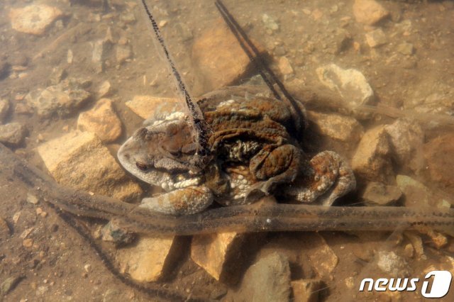 국립공원공단 무등산국립공원사무소는 두꺼비들이 평소보다 약 2주 빠르게 활동을 시작했다고 28일 밝혔다. 사진은 무등산국립공원 제1수원지에서 덩치가 큰 암컷 두꺼비 위에 수컷 두꺼비가 올라 타 교미하는 모습.(무등산국립공원사무소 제공) 2020.2.28/뉴스1 © News1