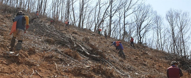 충북 단양군이 전체 면적의 82.3%에 달하는 산림 녹지를 자원화하기 위한 다양한 조림 사업을 추진한다. 사진은 낙엽송 조림 사업 모습. 단양군 제공