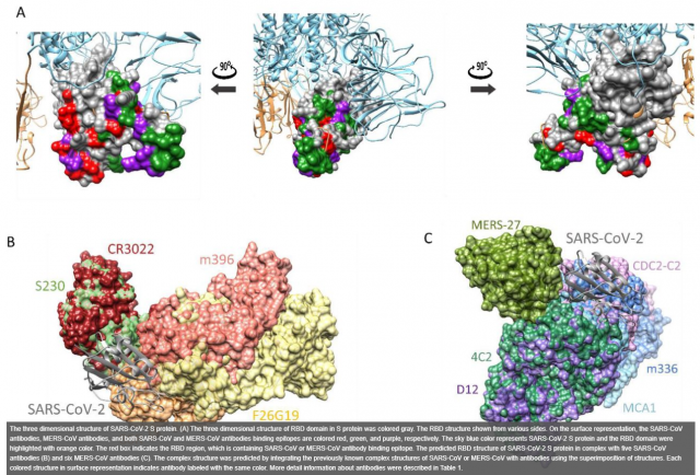 코로나19 스파이크 단백질의 3차원 구조(A)와 사스 중화항체(B), 메르스 중화항체(C)의 구조. ‘바이오아카이브(bioRxiv)’에 등록된 논문 자료 캡처(한국화학연구원)