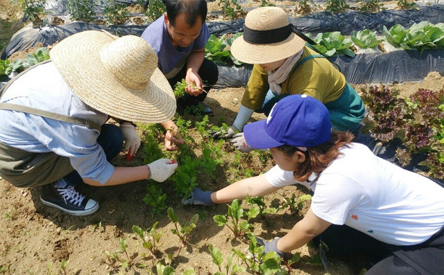 충북 청주시 공영도시텃밭에 참여한 회원들이 농사를 짓는 모습. 청주시 제공