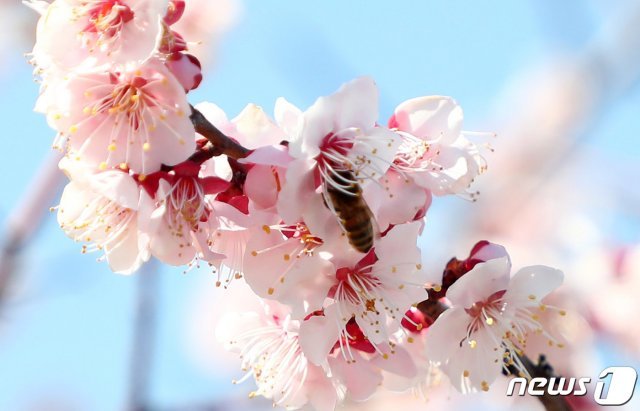 전국이 맑은 날씨를 보인 12일 강원 동해시청 인근에 활짝 핀 복사꽃 사이로 꿀벌이 부지런히 꿀을 모으고 있다. © News1