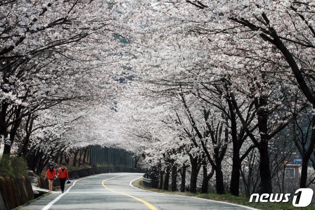 오는 27~29일 개최 예정인 하동 화개장터 벚꽃축제가 코로나19 여파로 취소됐다. 사진은 벚꽃길. © 뉴스1