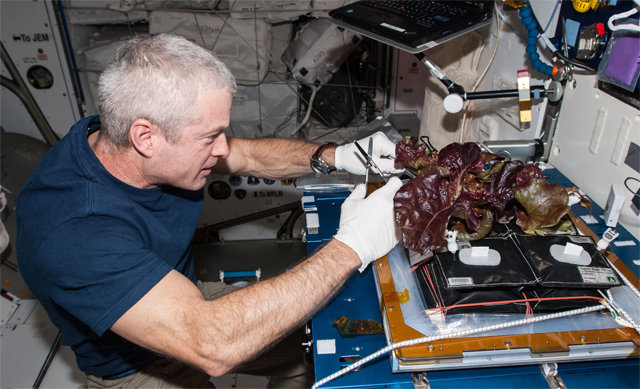 미국항공우주국(NASA)의 우주비행사 스티븐 스완슨이 국제우주정거장(ISS)에서 재배한 적색 로메인 상추를 살펴보고 있다. NASA 제공