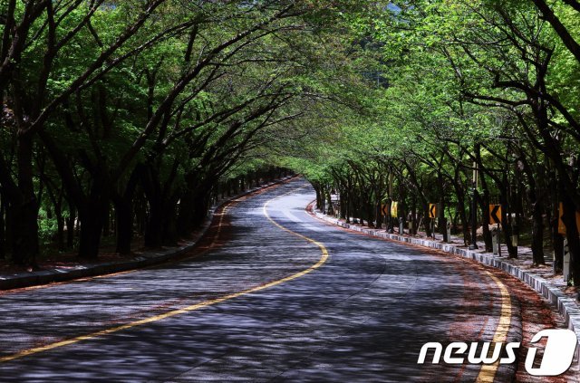 대구올레길(한국관광공사 제공) © News1