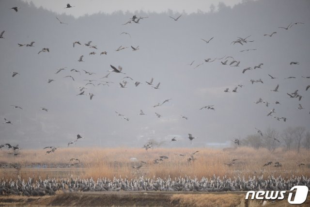 지난 3월8일 순천만습지에서 월동 중인 흑두루미 무리.(순천시 제공)/뉴스1 © News1