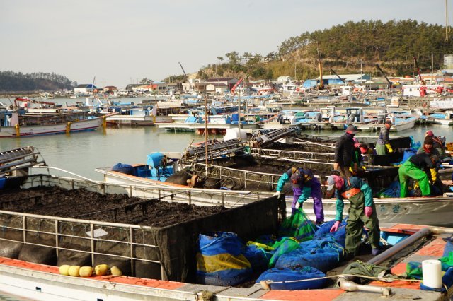 해남군 송지면 어란리 어란항에서 어부들이 갓 딴 김을 정리하고 있다.