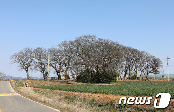 마을회 공동 재산인 무안군 망운면 송현리 원송현마을의 400년 넘은 팽나무가 세무서와 군으로부터 압류당했다. © News1