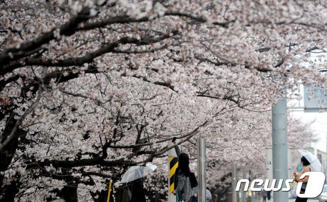 신종 코로나바이러스 감염증(코로나19) 확산세가 계속되면서 충북의 각 지역을 대표하는 봄 축제가 줄줄이 취소되거나 연기되고 있다. 3~4월 예정됐던 축제 7개 가운데 3개가 최소되고 2개는 연기됐다. 나머지도 일정 조정을 검토하고 있다. 청주 무심천 벚꽃. 모습.(뉴스1 DB)2020.3.21/뉴스1