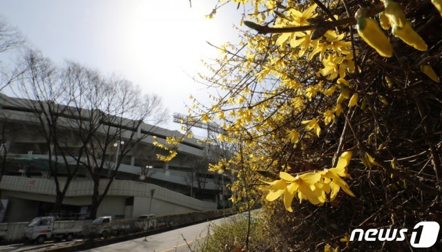 서울 송파구 잠실 종합운동장 내 야구장 옆으로 활짝 핀 개나리가 봄을 알리고 있다. (자료사진) © News1