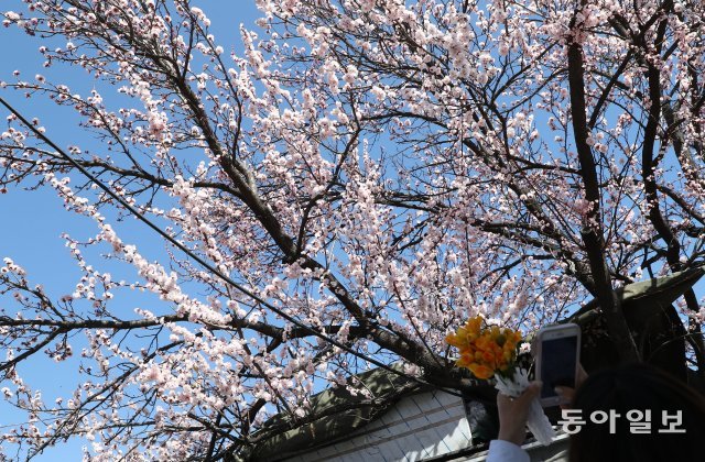 22일 오전 서울 여의도 윤중로에서 일찍 핀 벚꽃을 한 시민이 사진으로 담고 있다. 김재명기자 base@donga.com