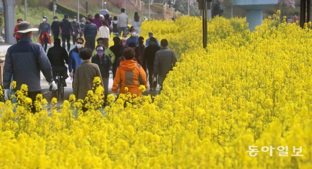 22일 활짝 핀 노란 유채꽃과 함께 걷고 있는 부산 시민들. 부산=박경모기자 momo@donga.com