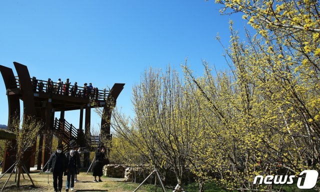 14일 전남 구례군 산동면 산수유공원을 찾은 상춘객들이 노오란 산수유를 배경으로 봄의 정취를 즐기고 있다.2020.3.14./뉴스1 © News1