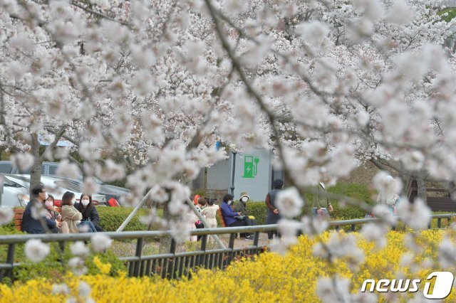 26일 오후 벚꽃 명소로 알려진 경북 포항시 남구 지곡동 영일대에서 시민들이 활짝 핀 벚꽃을 벗삼아 쉬고 있다.  © News1
