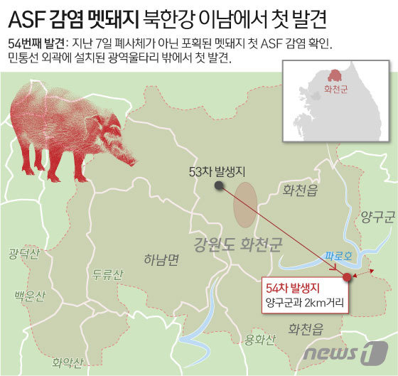 지난 7일 강원 화천군에서 포획된 야생 멧돼지가 9일 밤 아프리카돼지열병(ASF) 양성 확진됐다. 북한강 이남에서 첫 발견으로 ASF 확산 우려가 또다시 고개를 들고 있다. © News1