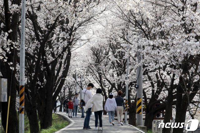 1일 세종시 조치원읍 조천변 벚꽃나무길에서 시민들이 꽃 구경을 하고 있다. © News1