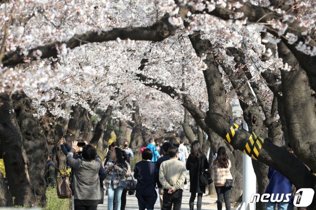 코로나19 확산을 예방하기 위한 정부의 사회적 거리두기 권고에도 불구하고 마스크를 쓴 시민들이 지난달 30일 오후 서울 영등포구 국회 뒤편 여의서로 벚꽃길을 걷고 있다. © News1