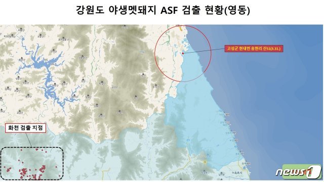 접경지역인 강원 고성군에서 첫 아프리카돼지열병(ASF)에 감염된 야생 멧돼지가 발견된 위치. (강원도제공)2020.4.3/뉴스1© 뉴스1