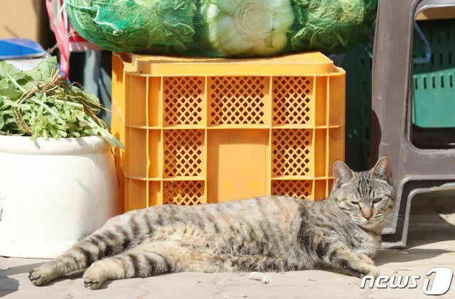 3일 오후 경기 의정부시 회룡역 인근 야채가게에 고양이 한마리가 따뜻한 햇살아래 잠을 청하고 있다. © News1