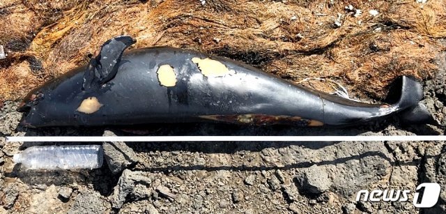 6일 오후 1시9분쯤 제주시 우도 북쪽 해안가에서 우도 마을주민이 산책 중 돌고래 상괭이 사체를 발견했다.(서귀포해양경찰서 제공) © News1