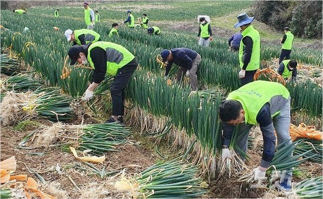 지난달 30일 농협전남지역본부와 진도군지부, 서진도농협 직원 50여 명은 진도에서 대파 수확을 하며 일손이 부족한 농가에 힘을 보탰다. 농협전남지역본부 제공