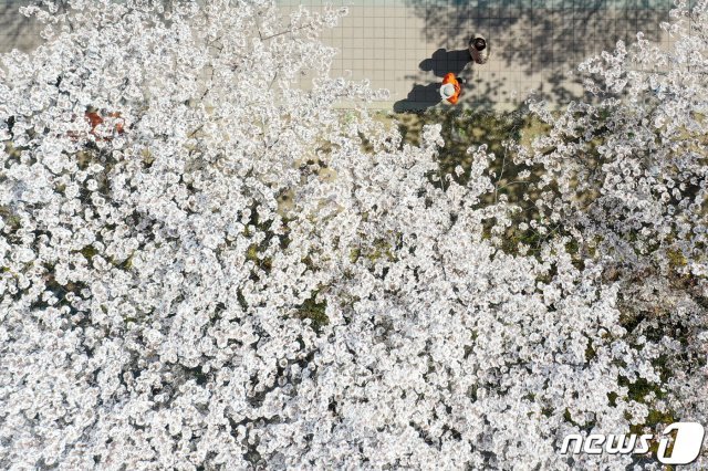 경기 안양시 동안구 학의천 일대에서 시민들이 봄꽃과 함께 산책하고 있다. 2020.4.5/뉴스1 © News1