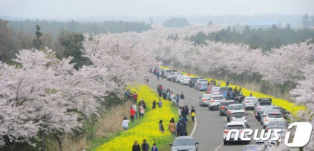 신종 코로나바이러스 감염증 확산에도 불구, 상춘객 발길이 끊이지 않자 제주 서귀포시가 녹산로 일대 유채꽃밭을 갈아엎는다. 사진은 제주 녹산로의 벚꽃과 유채꽃.  © News1