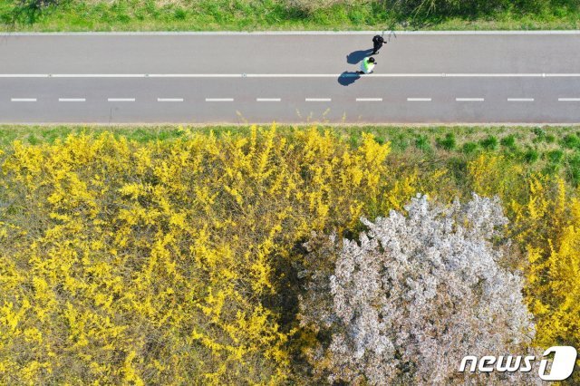 경기 안양시 동안구 학의천 일대에서 시민들이 봄꽃과 함께 산책하고 있다. 2020.4.5/뉴스1 © News1