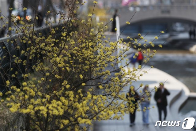 서울 청계천에 산수유가 활짝 피어있다. /뉴스1 © News1