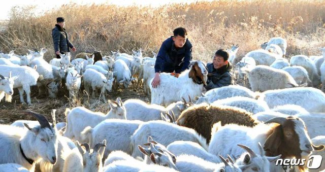 북한 노동당 기관지 노동신문은 28일 당의 축산정책에 따라 염소 사육에 나선 안주절연물공장 사진을 공개하고 “풀먹는 집집승 기르기“를 독려했다. (평양 노동신문=뉴스1)