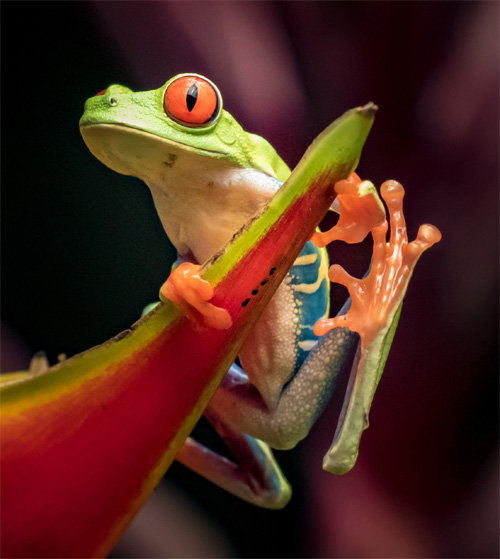 남미 아마존 물가 나무에서 서식하는 붉은눈나무개구리. 박영사 제공