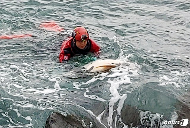 제주해양경찰서는 12일 오후 1시46분쯤 제주시 애월읍 고내포구 해상에서 돌고래 상괭이 사체가 떠 있다는 행인의 신고를 접수했다. 사진은 상괭이 사체를 인양 중인 해경 모습.(제주해양경찰서 제공)2020.4.12/뉴스1© News1